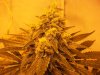 harvest maybe 001.jpg