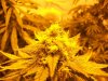 harvest maybe 002.jpg