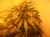 harvest maybe 003.jpg