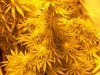 harvest maybe 004.jpg