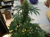 better harvest 002.jpg