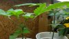 DSC00744.JPG