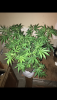 D2BEDF2B-7243-4E4B-97D6-1B0EF80BCEC2.png