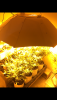 08E8F57F-9D08-4E8E-B3C7-88B0FBEBA3E1.png