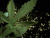plantburnfanleaf.jpg