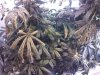 downsized_0514091953a.jpg