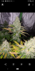 Screenshot_20200117-073037.png