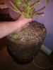 IMG_20200119_182747.jpg