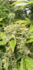 8ADDD072-110B-43BA-BBB8-4CE91A06B59B.png