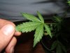 plant 004.jpg