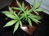 plant 005.jpg