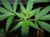 plant 007.jpg