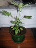 plant 006.jpg