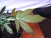 plant 001.jpg