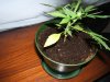 plant 003.jpg
