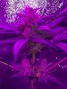 lavjack herer dry2.jpg lavjack herer dry2.jpg