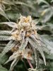 Purple Punch 20190613_234605.jpg