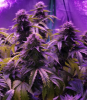 Blurple Bud.png Blurple Bud.png
