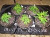 transplant (2).JPG
