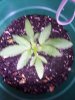 plant  #1.jpg