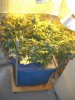 GrowJune2510_01.jpg