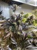 IMG_6103.jpeg