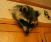 1582222517482.gif