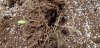 harvest_2_20_2020 (11).jpg harvest_2_20_2020 (11).jpg
