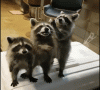FlamboyantDopeyCalf-max-1mb.gif