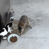 1582315290132.gif