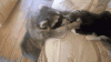 1582316589824.gif
