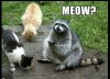raccoon-meme-about-pretending-to-be-cat-for-food.jpeg.jpg