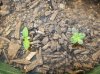 100_1675.jpg