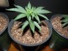 kb.seedling.3..2.29.20.JPG