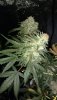 GSC7.jpg GSC7.jpg