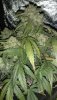 GSC8.jpg GSC8.jpg