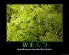 weedtx6.jpg