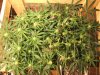 flowering - day 14.jpg