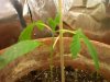 seedling.jpg
