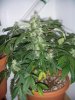 Day 91 - Day 49 of Flowering 5.jpg