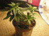 BD week 3b.gif