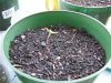 sprout.jpg