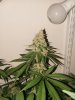 Pure Ghost OG #2 Day 58.jpg