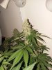 Pure Ghost OG #2 Day 58 (3).jpg