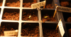 AgentOrangeSEEDs_03-14-20.png