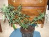 DSC01117.JPG