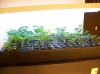 100_2323.jpg