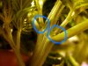 plant 022.jpg