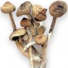 Mushroom jpeg.jpg
