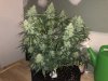 IMG_8766.jpeg